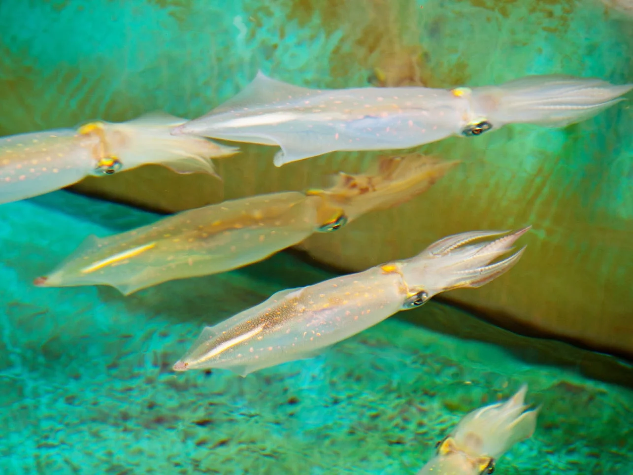 店内を泳ぐイカの群れ