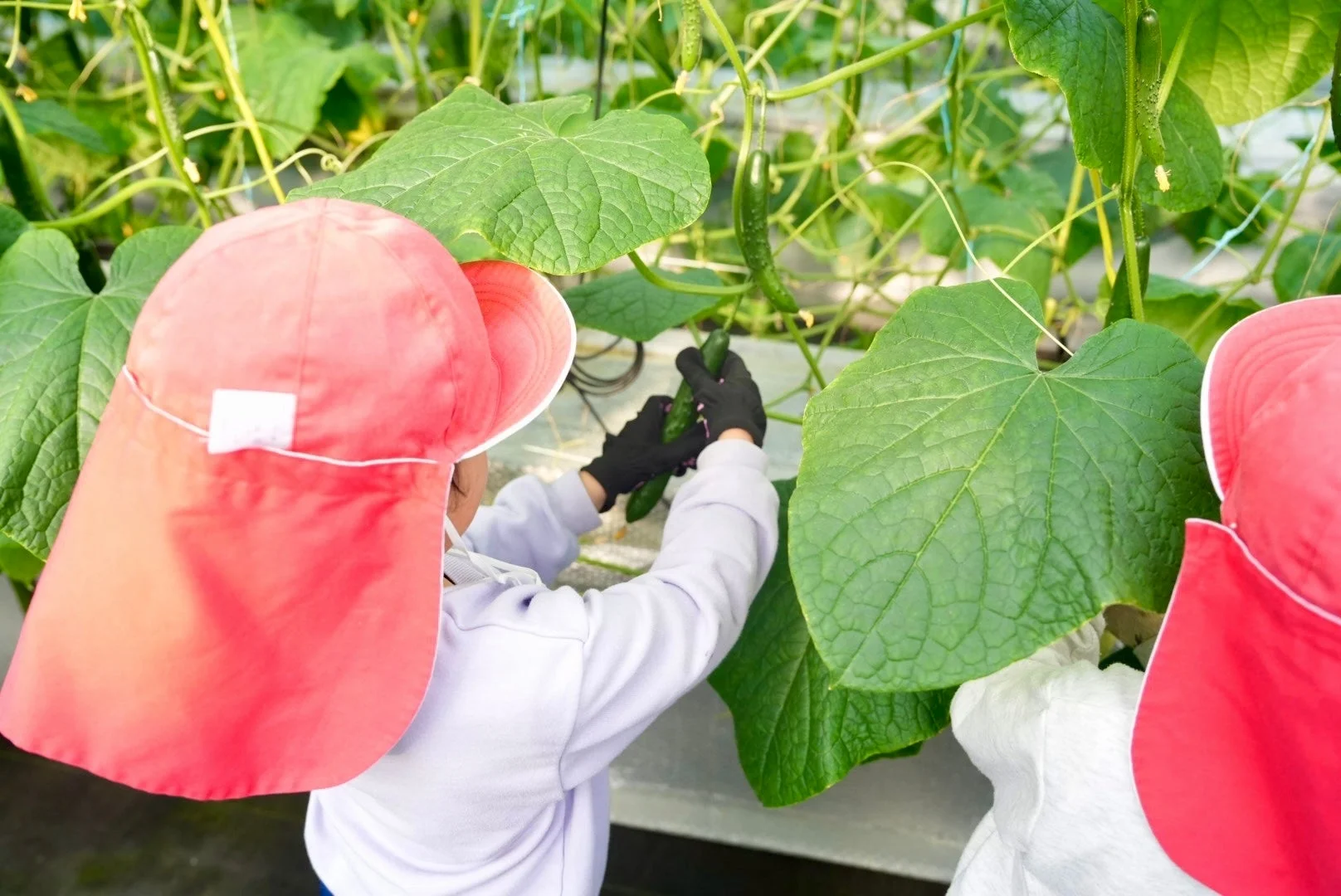 きゅうりの収穫