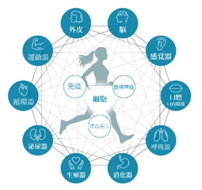 ヒューマンダイヤモンドの概念図
