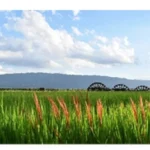 産学官連携プロジェクト「KSUちはやSAプロジェクト」第4弾 福岡県朝倉市の魅力を発信する「朝倉SA」がガーデンズ千早に期間限定オープン