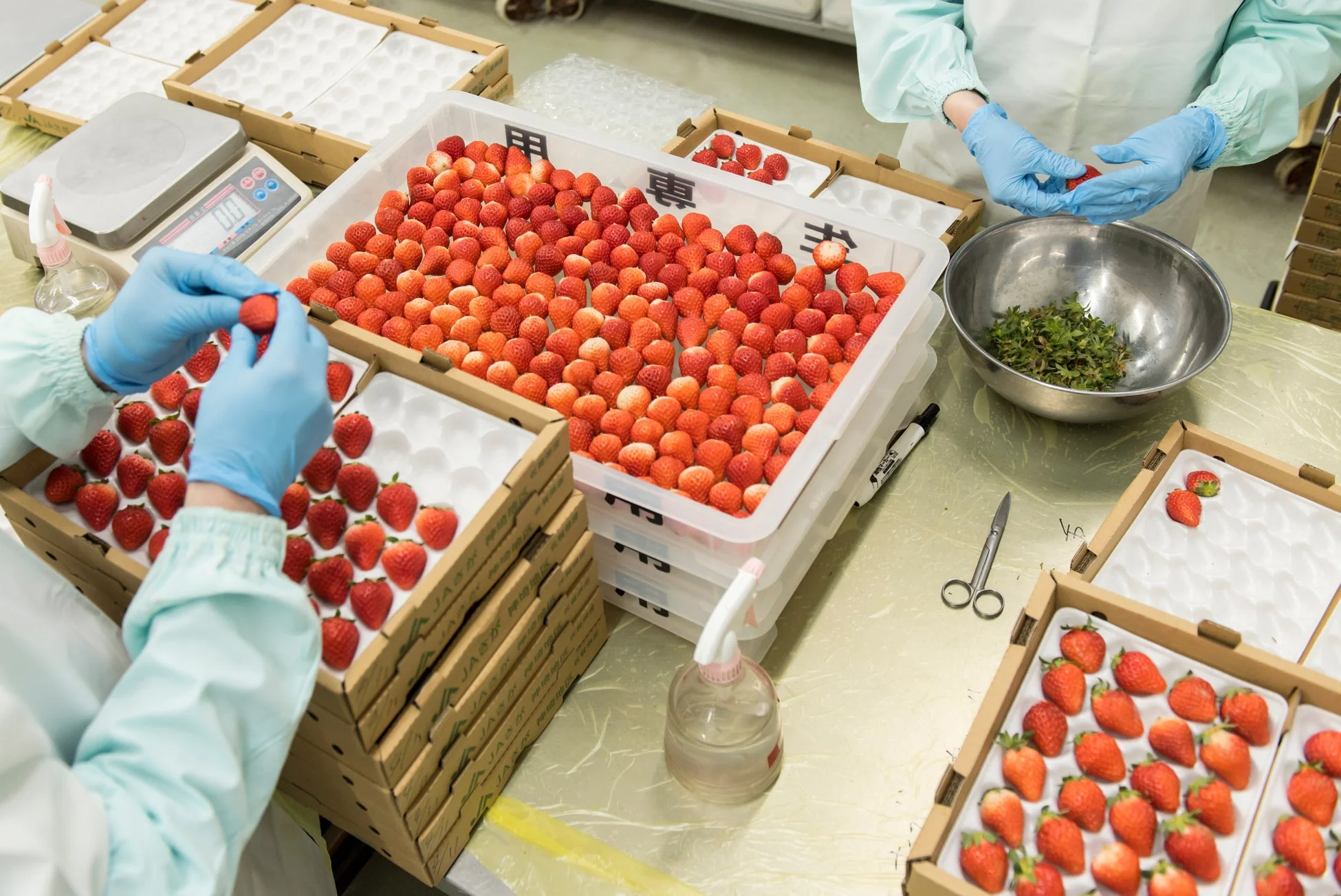 いちごの選別作業