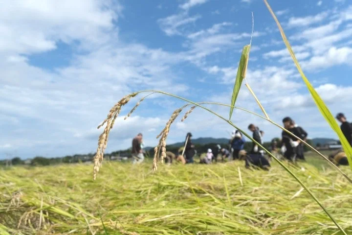 稲刈りをする人々