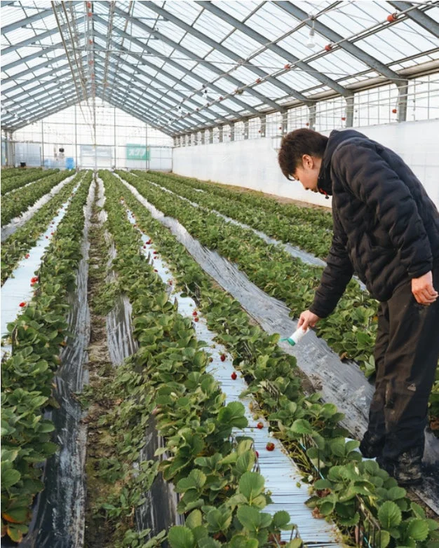 温室でいちごが栽培されている様子。一人の人物がいちごの畝に沿って、生育状況を確認しながら作業を行っている。整然と並んだいちごの苗には、赤い実がいくつか見られる。