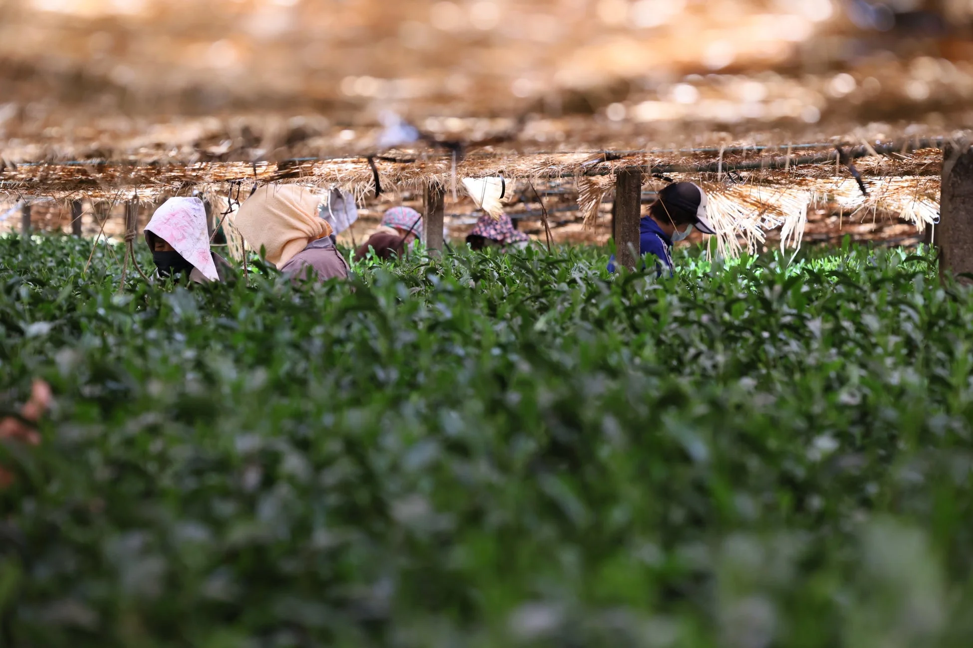 茶畑で農作業を行う人々