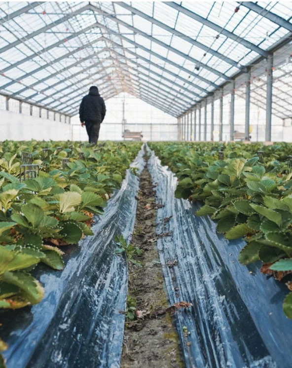 広々とした温室で、黒いマルチシートに覆われたいちごの苗が並ぶ通路を、一人の人物が奥へと歩いています。現代農業の風景を示しています。