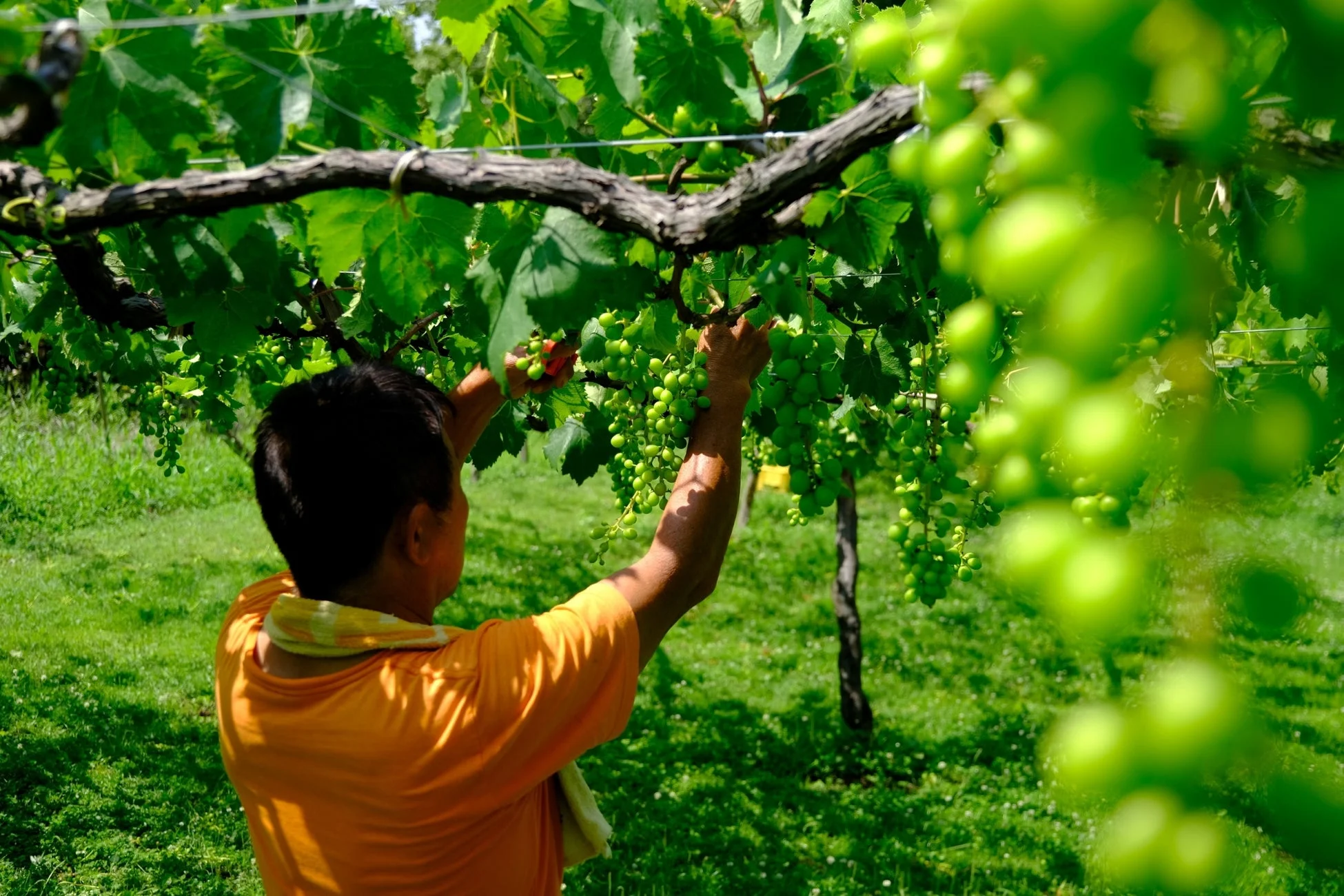 緑豊かなブドウ畑で、一人の人物がまだ熟していない青いブドウの房を手入れしている様子