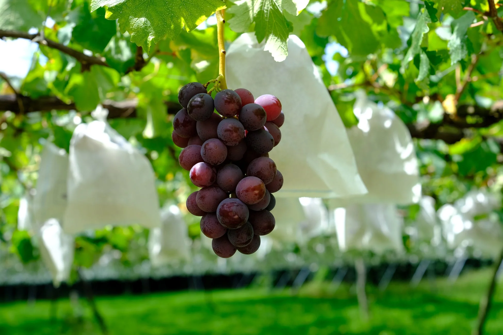 ぶどう畑でたわわに実った赤紫色のぶどうの房