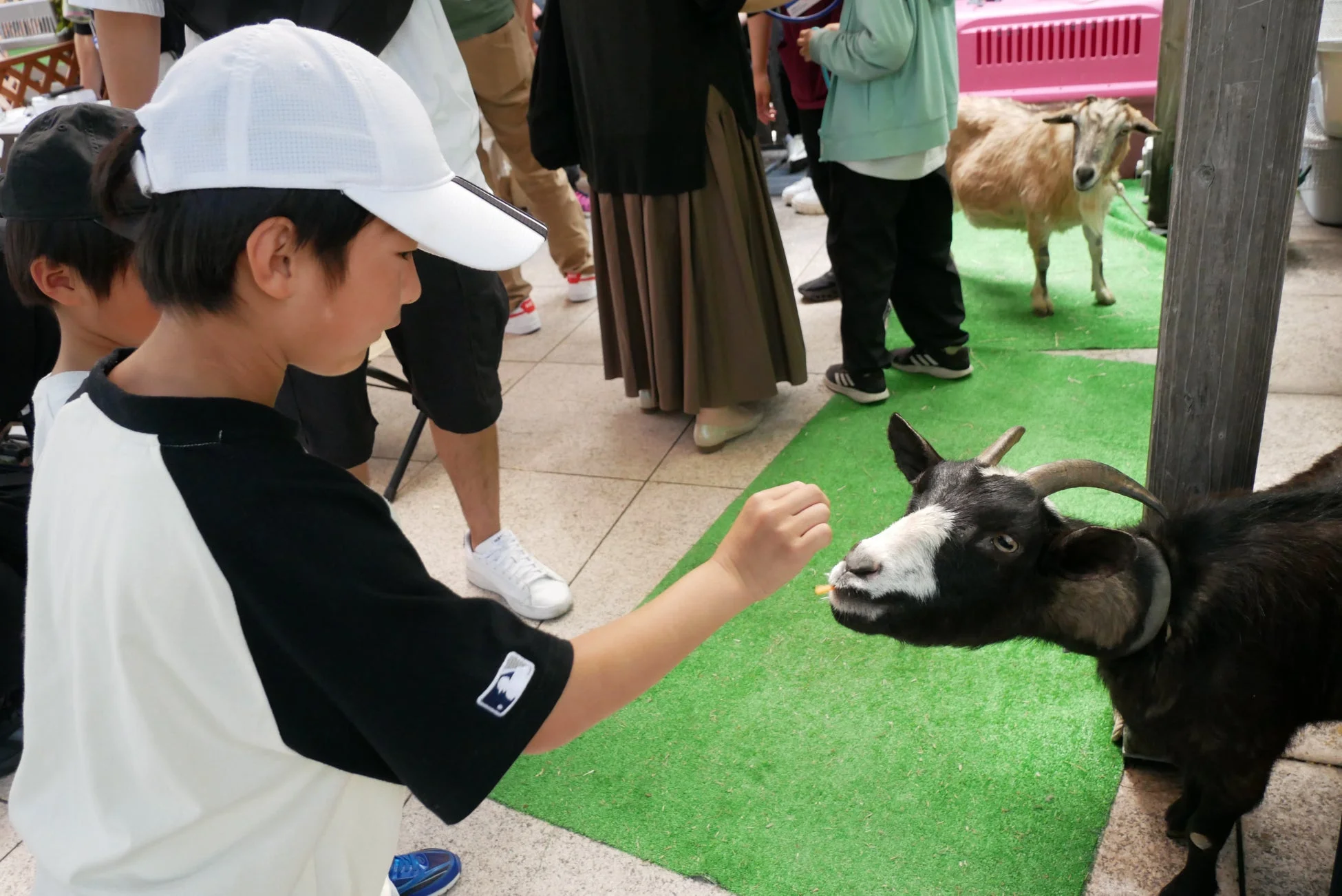 ヤギに餌を与える少年