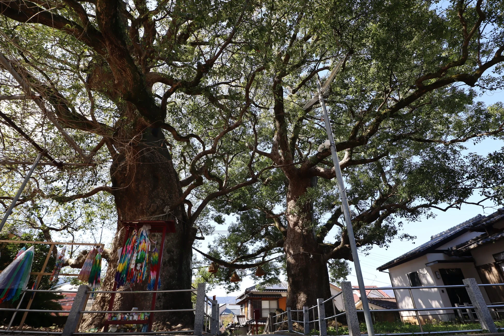 山王神社の被爆クスノキ