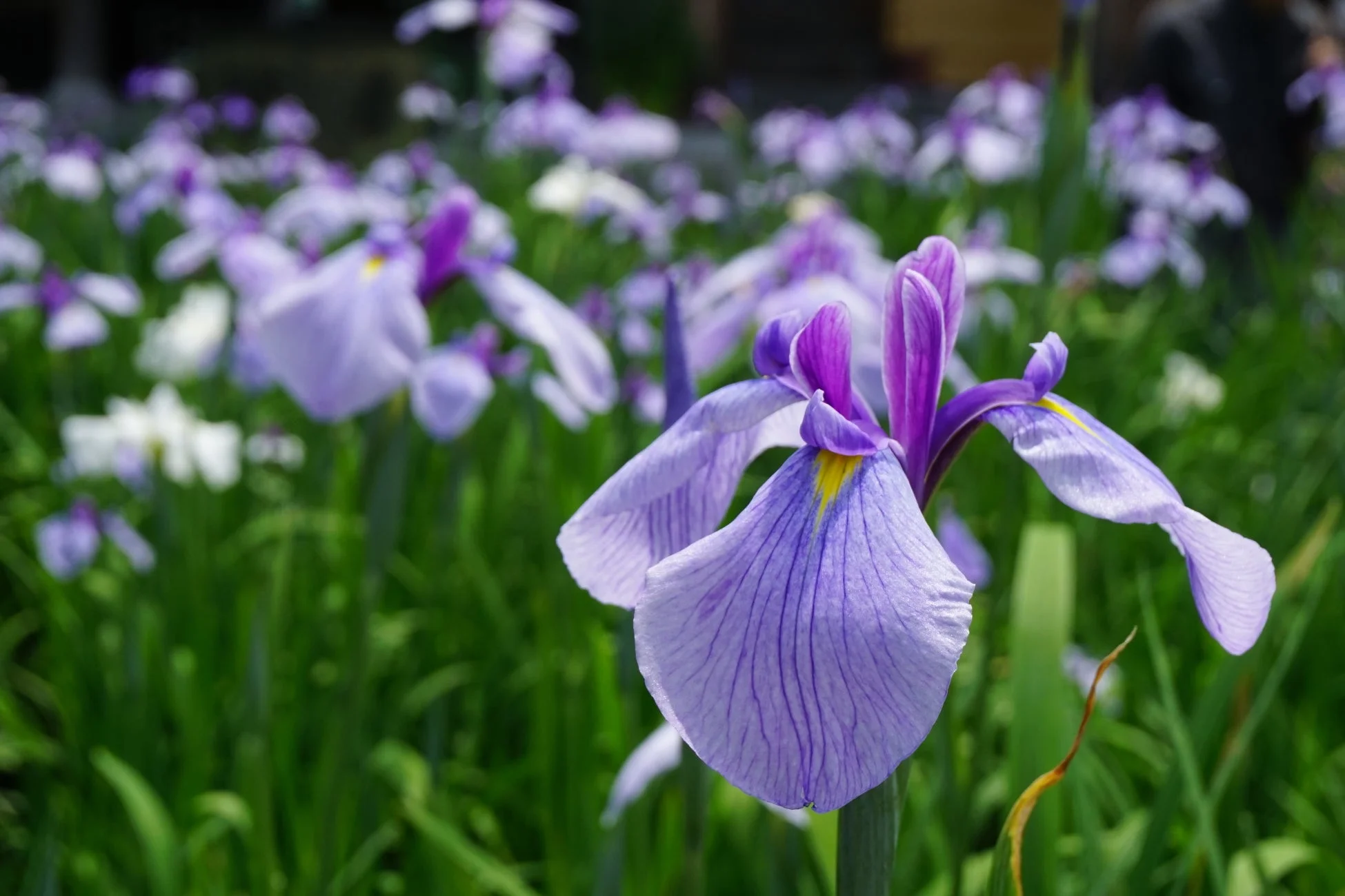 緑豊かな背景に、淡い紫色と白色のアヤメ（花菖蒲）が群生して咲き誇る美しい風景。初夏の穏やかな日差しを感じさせる一枚です。