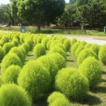 国営海の中道海浜公園、夏の風物詩「グリーンコキア」が見頃を迎える – 9月上旬まで緑の絨毯、秋には真紅の絶景へ