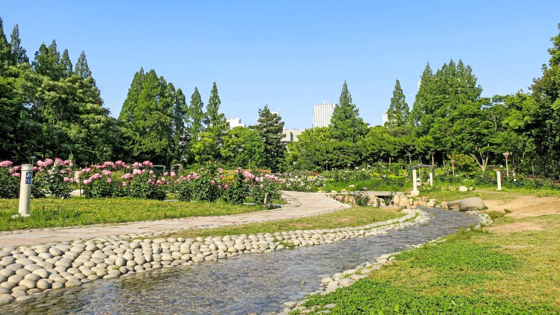 青空の下、美しいバラの花が咲き誇る公園の風景