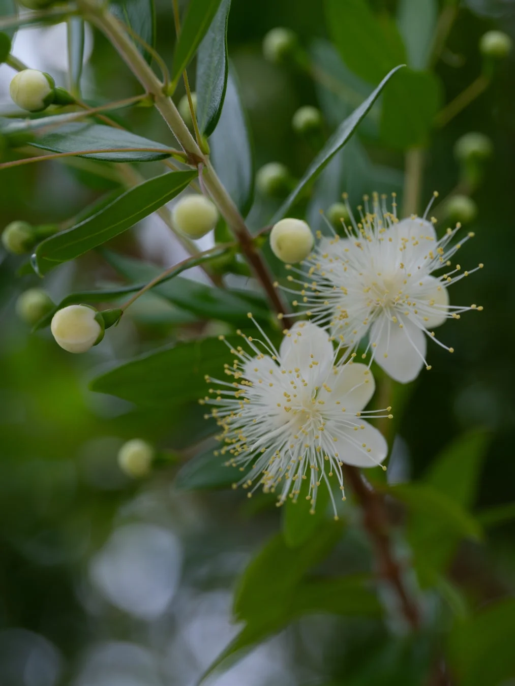 白い繊細なマートルの花